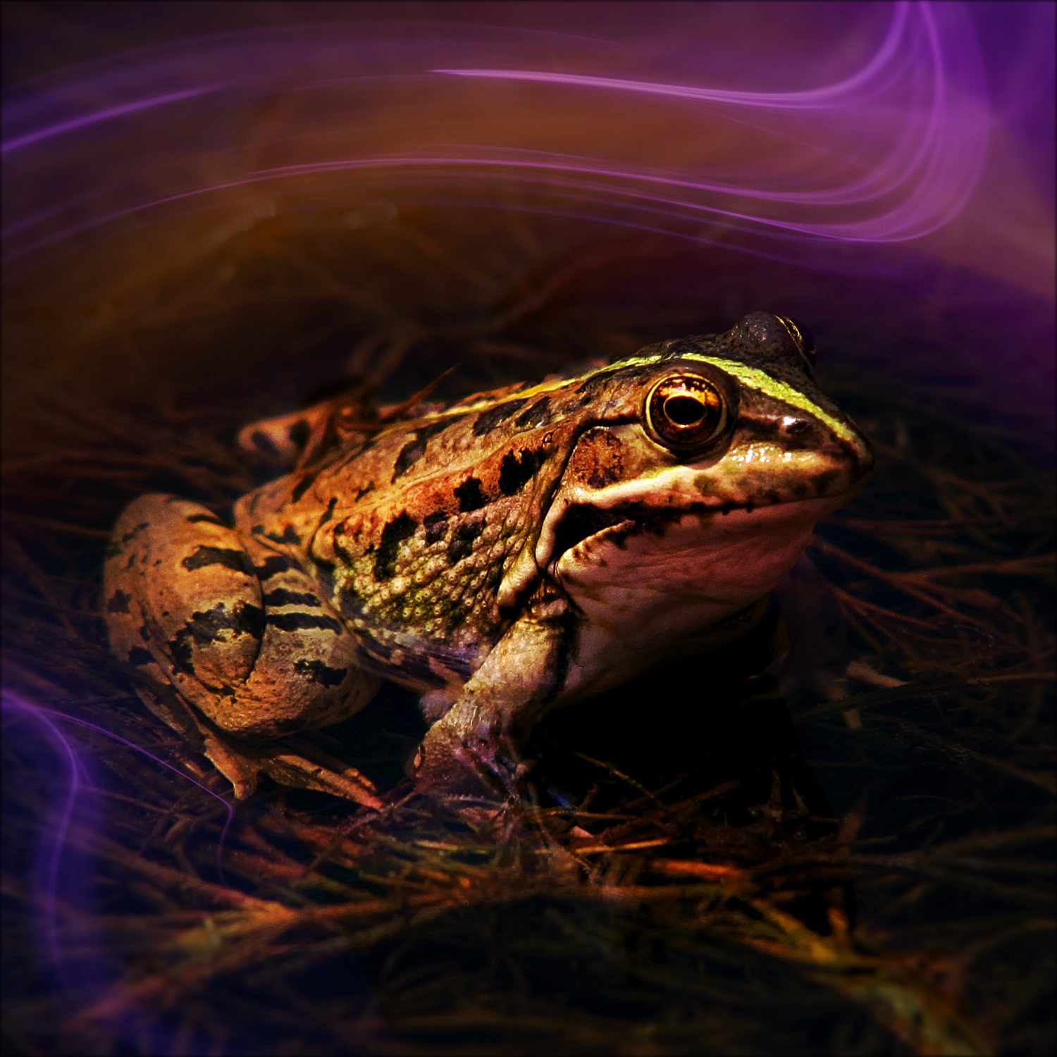 The Frog with Golden Eyes